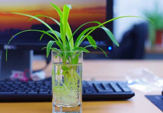 适合水培的植物水培植物介绍附图片