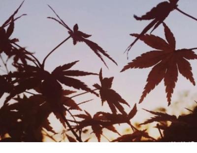 抖音伤感语录