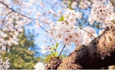 春节廉政短信内容
