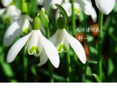 西王母梯子几但代升