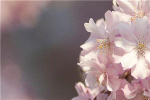 爱终花碎枝枯萎免费林清眠顾司宴完本_爱终花碎枝枯萎免费（林清眠顾司宴）
